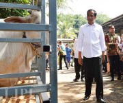 Kunjungan Presiden Joko Widodo ke Peternakan Sapi Karya Anugerah Rumpin